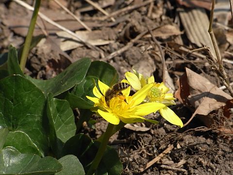 ヒメリュウキンカ