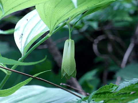 ホウチャクソウ