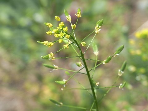 �C�k�i�Y�i