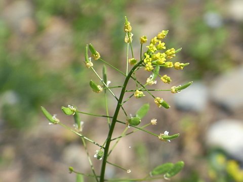 �C�k�i�Y�i