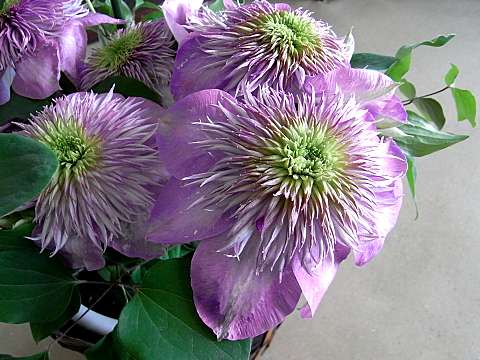 クレマチス”カイゼル”