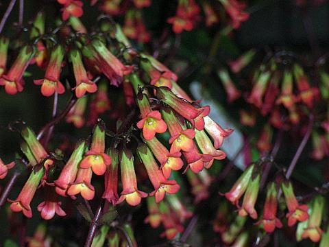 カランコエ’ミラベラ’