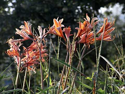 キツネノカミソリ