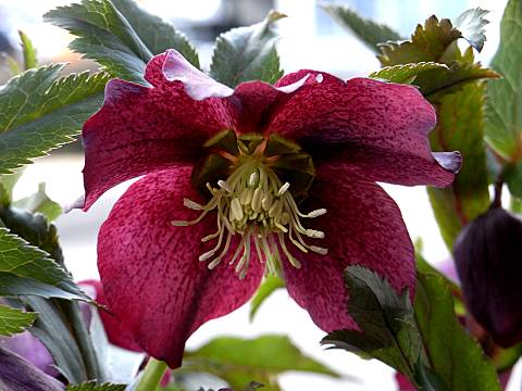 レンテンローズ