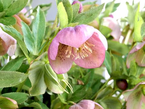 レンテンローズ