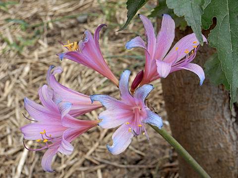 リコリス・スプレンゲリ