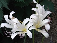 ���R���X