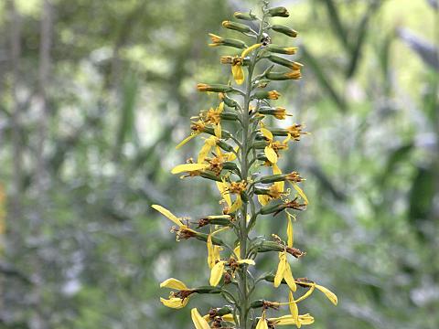 ���^�J���R�E