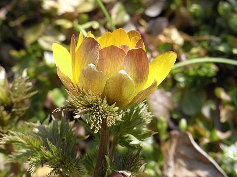 ミチノクフクジュソウ