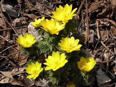 土手一面に咲き出した