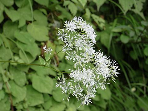 ミヤマカラマツ