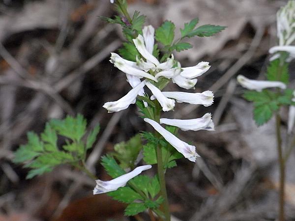 ユキヤブケマン