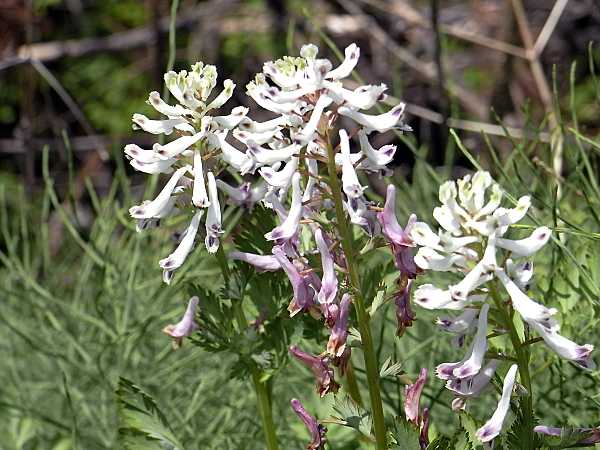 シロヤブケマン