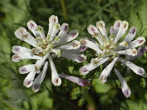 シロヤブケマン