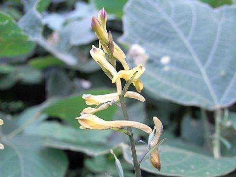 ナガミノツルキケマン