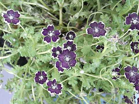 ネモフィラ’ペニーブラック’