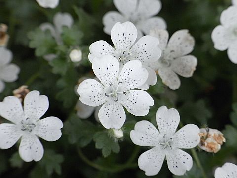 ネモフィラ’スノーストーム’