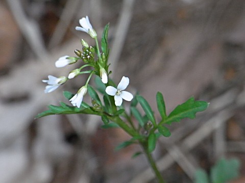 �I�I�o�^�l�c�P�o�i