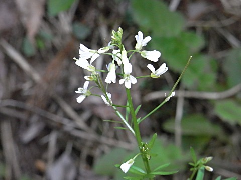 �I�I�o�^�l�c�P�o�i