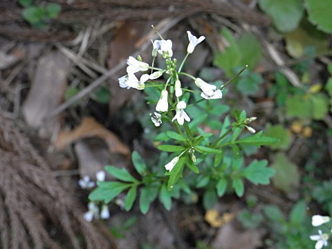 �I�I�o�^�l�c�P�o�i