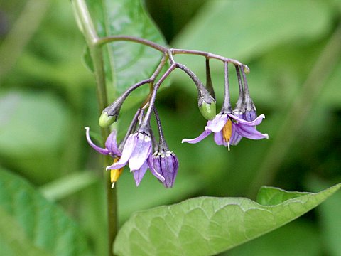 オオマルバノホロシ