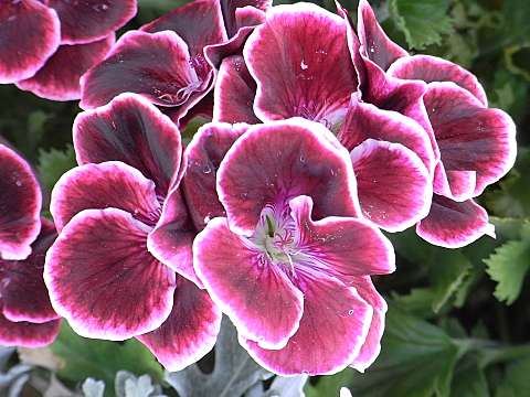 ペラルゴニウム