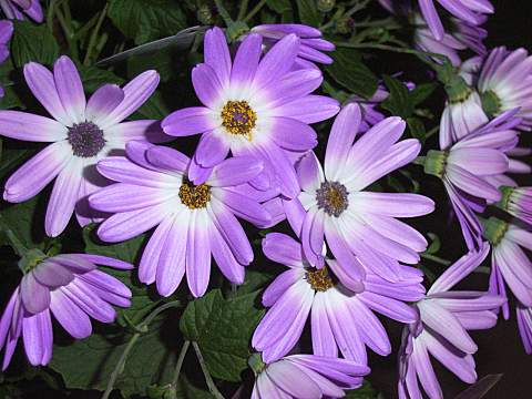 ペリカリス’ペリカ’