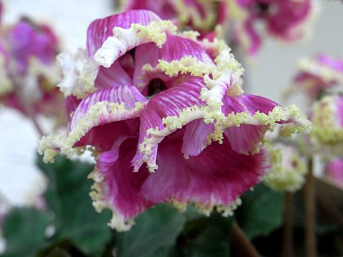 シクラメン”プリマドンナ”