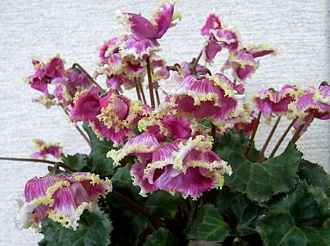 シクラメン”プリマドンナ”