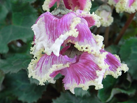 シクラメン”プリマドンナ”