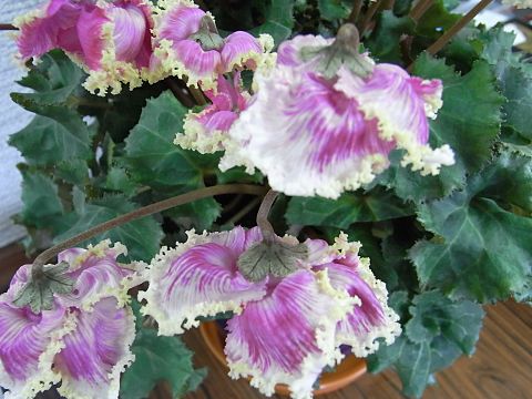 シクラメン”プリマドンナ”