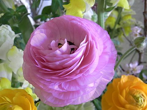 ラナンキュラス