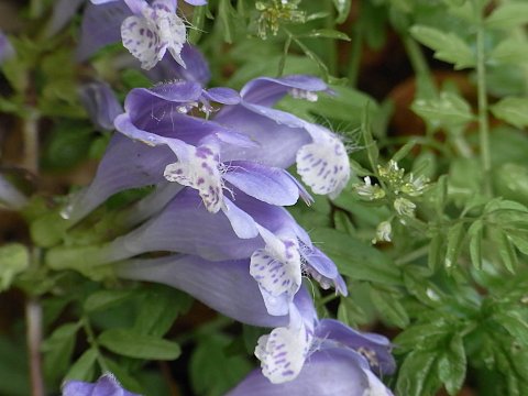 ラショウモンカズラ