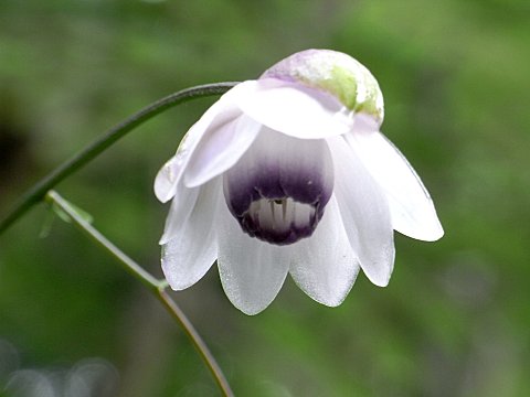 レンゲショウマ