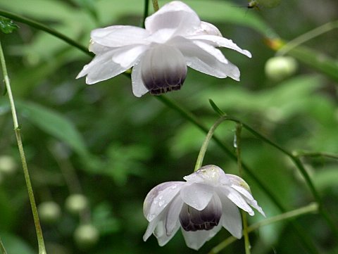 レンゲショウマ