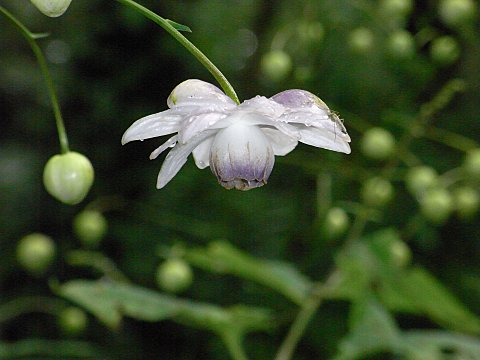 レンゲショウマ