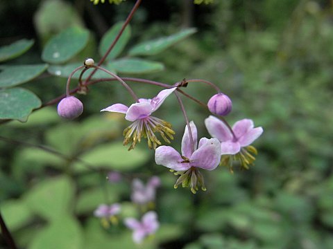 シキンカラマツ