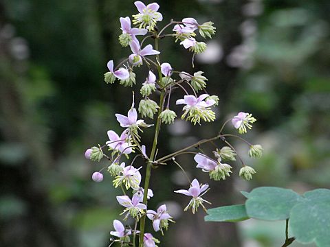シキンカラマツ