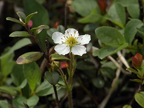 シロバナノヘビイチゴ