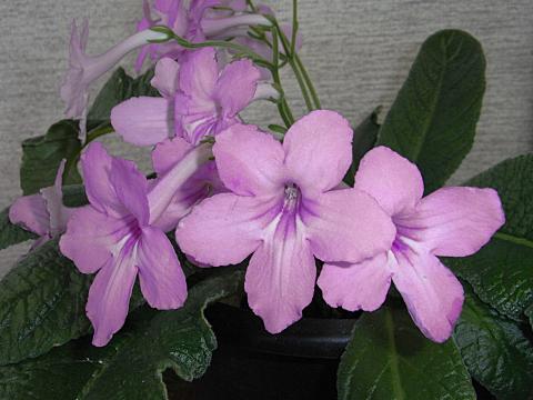 ストレプトカーパス