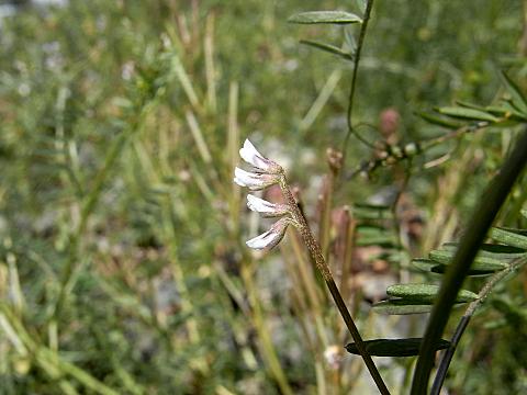 スズメノエンドウの花