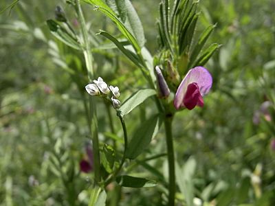 スズメノエンドウとカラスノエンドウの花