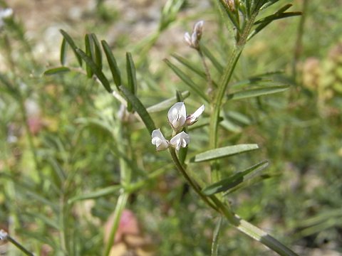 スズメノエンドウとカラスノエンドウの花