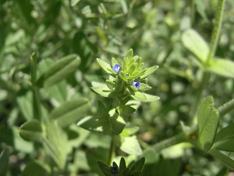 タチイヌノフグリ