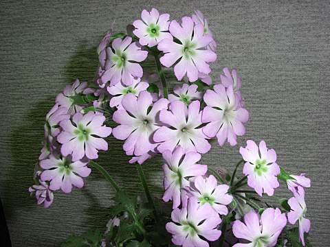 ウンナンサクラソウ