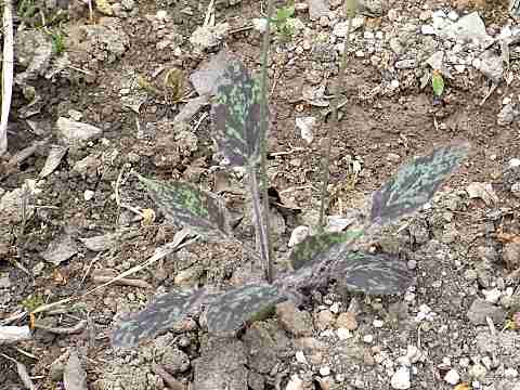 �E�Y���o�^���|�|�̗t