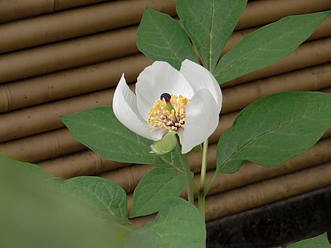 ヤマシャクヤク