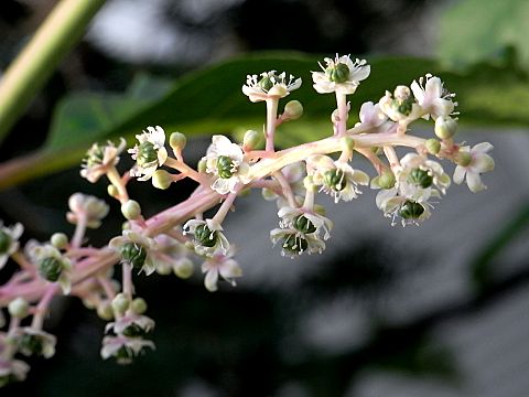 ヨウシュヤマゴボウ