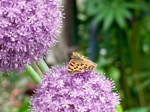 アリウム・ギガンテウム