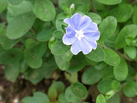 アメリカンブルー